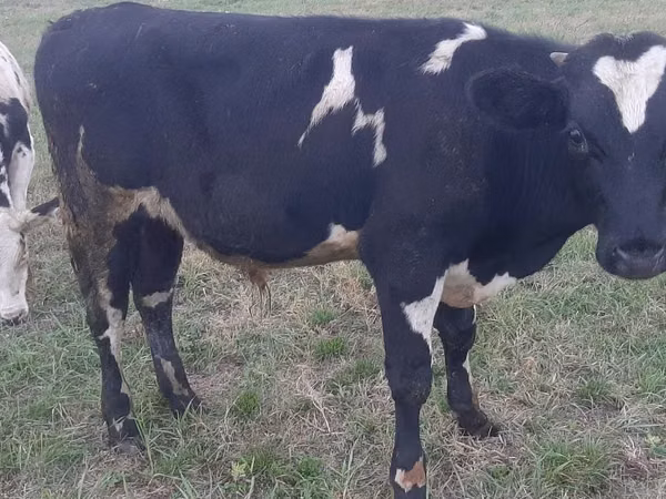 Bulle, Holstein-Rasse
