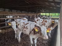 母牛, Russian Black pied cattle — 照片 3