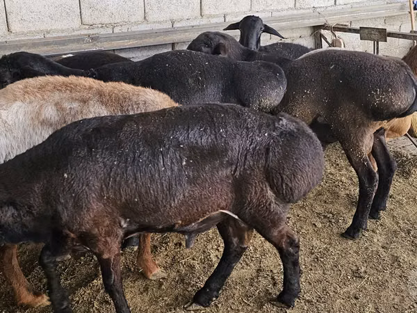 Ram, Sheep