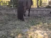 Caballo, Australian Pony — foto 6