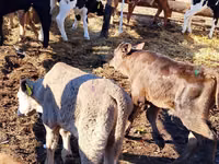 Үхэр (бүлэг, хүйс заагаагүй), Simmental cattle — 3 зураг