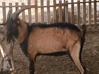 تيس, Alpine goat — الصورة 4