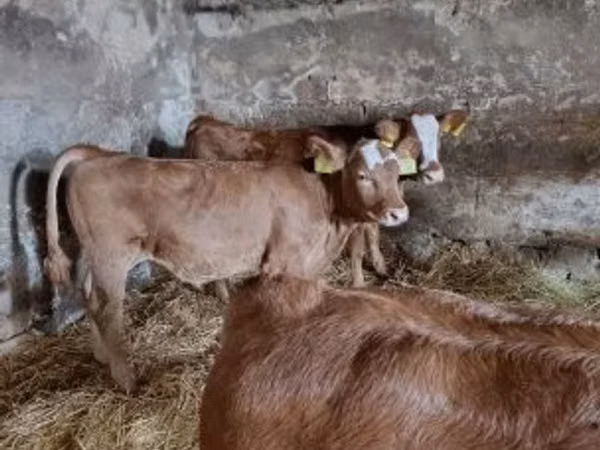 公牛, Limousin cow