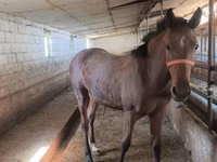 Mare, Thoroughbred horse — photo 4