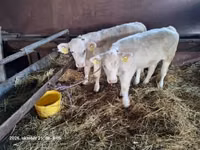 गाय, Charolais cattle — फ़ोटो 2