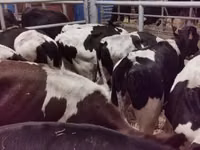 Бух, Russian Black pied cattle — 1 зураг
