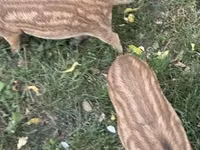 Boar — photo 2