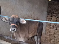 Bull, Brahman — photo 1