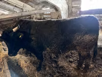 Toro, Simmental cattle — foto 8