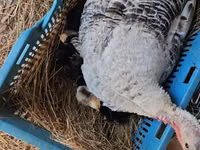 ब्रॉड ब्रेस्टेड व्हाइट — फ़ोटो 3