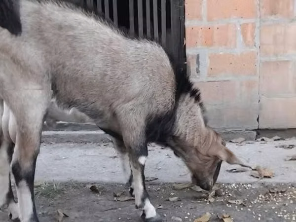 Ямааны ухна, Nubian Goat