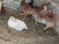 Chickens — foto 1