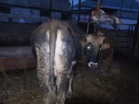 公牛, Russian Black pied cattle — 照片 7