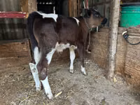 Bull, Cattle — photo 2