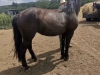 母马, Međimurje horse — 照片 6
