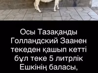 बकरी, Saanen goat — फ़ोटो 2
