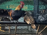 Chickens — Foto 2