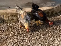 Chickens — Foto 2