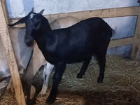 Ziege, Nubian Goat — Foto 1