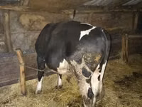 Toro, Simmental cattle — foto 4