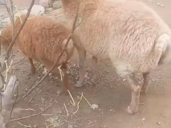 Овца, Бараны