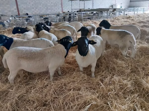 मेढ़ा, Dorper sheep