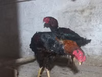 Australian Pit Game fowl — photo 6