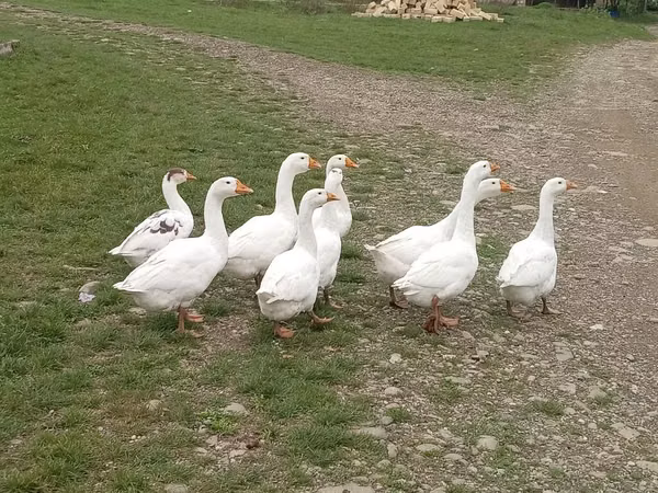 Geese