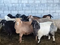 نعجة, Beulah Speckled face sheep — الصورة 1
