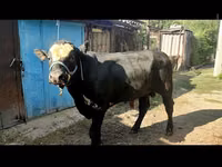 सांड, एबरडीन - एंगस — फ़ोटो 2