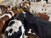 牛只（批次，未指定性别）, Simmental cattle — 照片 7