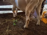 عنزة, Saanen goat — الصورة 4