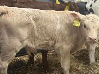 मवेशी (लॉट, लिंग निर्दिष्ट नहीं), Simmental cattle — फ़ोटो 5