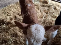 Bulle, Russian Black pied cattle — Foto 2