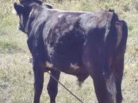 Bull, Swiss cattle — photo 3