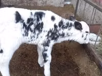 Vaca, Raza Holstein — foto 1