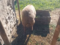 ثور, الماشية — الصورة 4