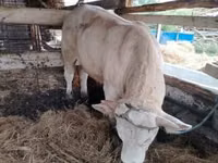 Bulle, Limousin-Kuh — Foto 3