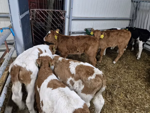 Toro, Simmental cattle