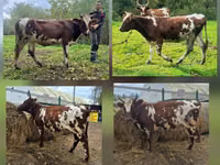 بقرة, أيرشير — الصورة 1