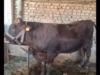 Бух, Red Estonian cattle — 1 зураг