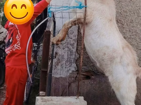 बकरा, Nubian Goat