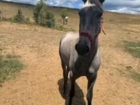 Caballo, Caballos — foto 3