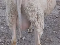 كبش, الأغنام — الصورة 2