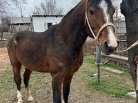 घोड़ा, Arabian horse — फ़ोटो 1