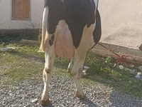 Vaca, Raza Holstein — foto 3