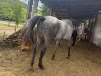 Caballo, Caballos — foto 2