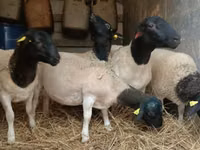 Ram, Dorper sheep — photo 4