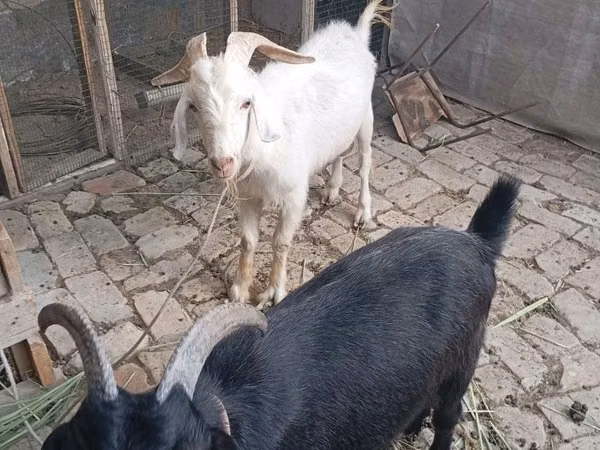 बकरी, Alpine goat