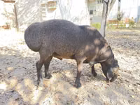 Carnero, Hissar sheep — foto 1